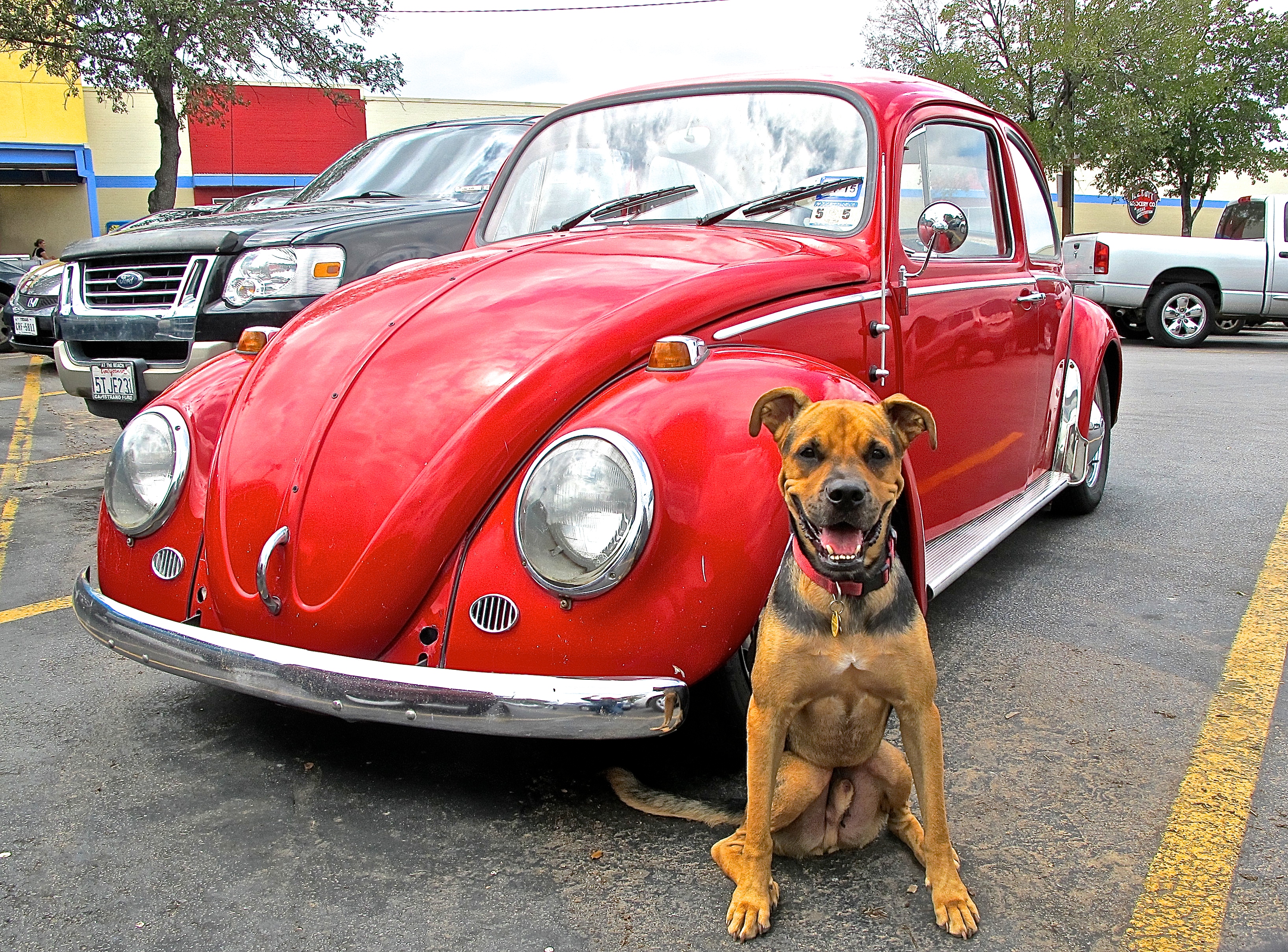 Woody and a 1960ish VW Beetle in Central Austin